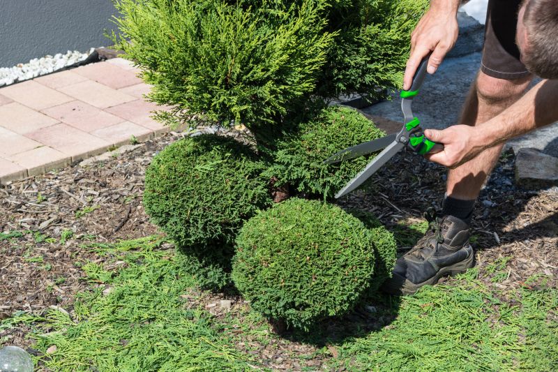 Trimmed Evergreen Shrubs