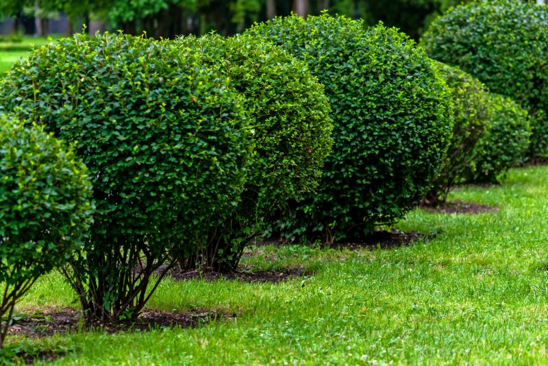 Shrubs with Fresh Trimming