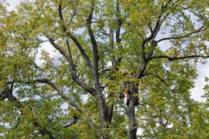 Canopy Pruning in Reno, NV