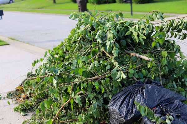 Yard Bush Removal