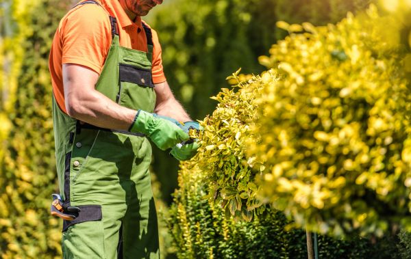 Shrubbery Pruning