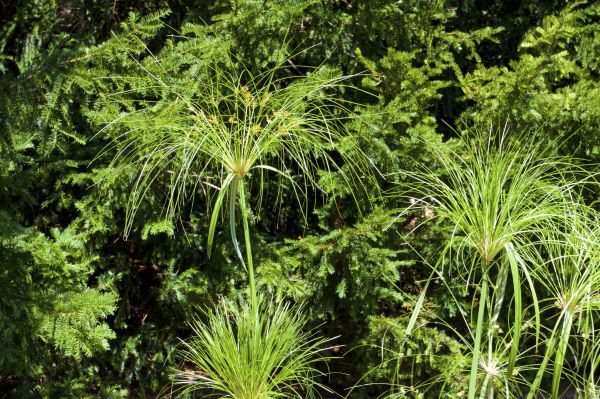 Umbrella Plant Cutting