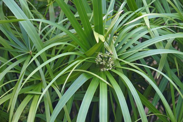 Umbrella Plant Trimming