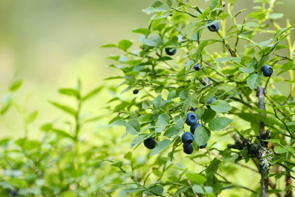 Blueberry Bush Trimming - Blueberry Bush Trimming Tuscaloosa, Alabama